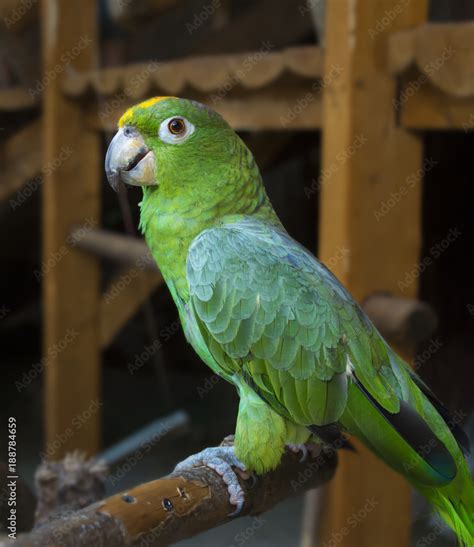 Parrot On A Stick Stock Photo Adobe Stock