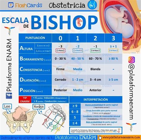 Escala de Bishop Enfermería obstetricia Obstetricia Obstetricia y