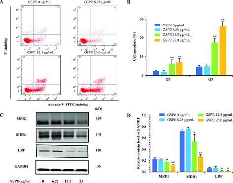 Effect Of GSPE On Cell Apoptosis And MDR Related Protein Levels In The