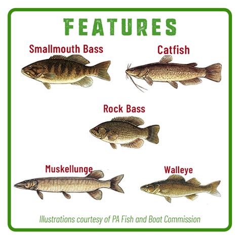 Susquehanna River Fishing Tips What Makes A Good Fishing