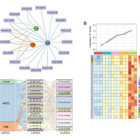 Co Expression Network And Cerna Regulation Mechanism A Co Expression