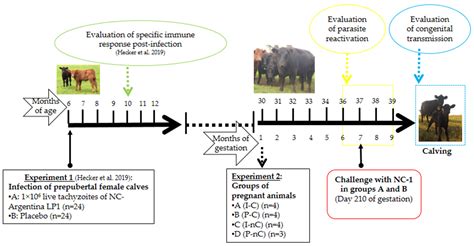 Reactivation And Foetal Infection In Pregnant Heifers Infected With