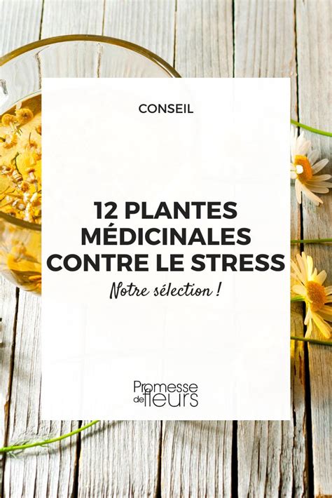 12 plantes médicinales pour lutter contre le stress Promesse de Fleurs