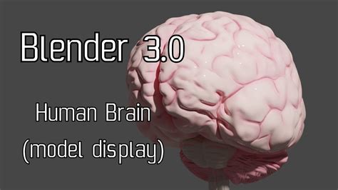 Human Brain V1 Model Display Blender 3 0 YouTube