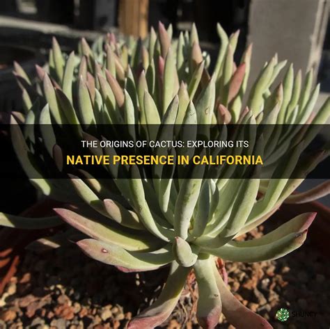 The Origins Of Cactus Exploring Its Native Presence In California Shuncy