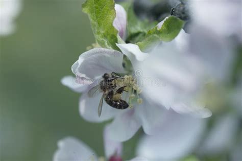 Abeja Que Recoge El Polen En Una Flor Blanca Foto De Archivo Imagen