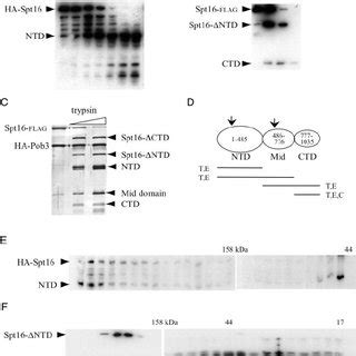 Domain Organization Of The Spt16 Subunit Through FACT Partial