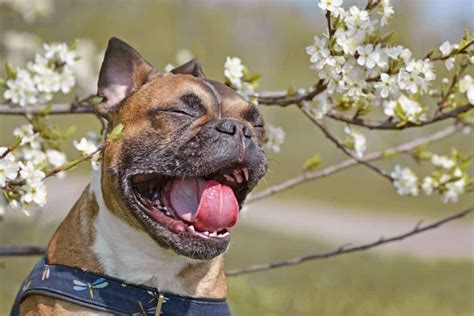 The 9 best allergy supplements for dogs in 2023 - betterpet