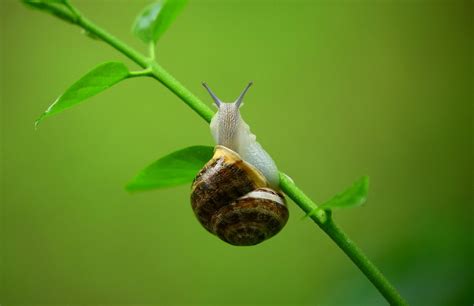 Muco De Caracol Descubra O Segredo Inusitado De Skincare Dos Coreanos