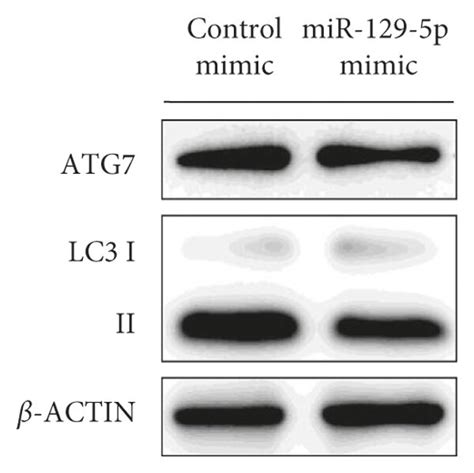 Atg Was Directly Downregulated By Mir P In Vitro A Predicted