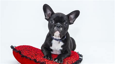 HD wallpaper: puppy, funny, French bulldog | Wallpaper Flare