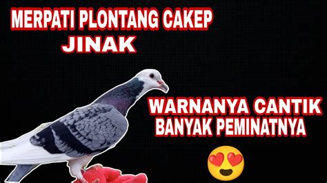 MERPATI PLONTANG CAKEP JINAK IDAMAN PARA PECINTA MERPATI Burungmerpati