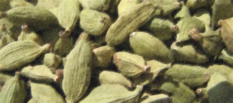 Óleo Essencial de Cardamomo Óleos Essenciais O Guia do Brasil