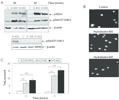 Induction Of Dna Damage By Hydralazine In Leukemic T Cells A