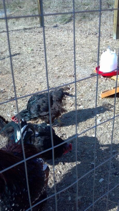 Is my chicken moulting or is she getting pecked | BackYard Chickens - Learn How to Raise Chickens