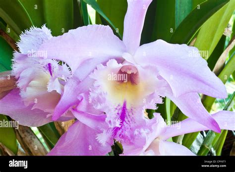 White Cattleya Orchid Bloom Hi Res Stock Photography And Images Alamy