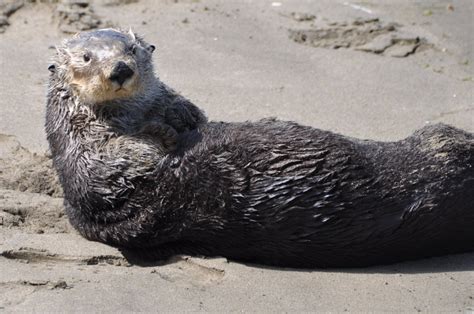 Sea Otter — International Otter Survival Fund