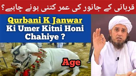 Qurbani Ke Janwar Ki Umar Kitni Honi Chahiye Qurbani Ke Liye Janwar