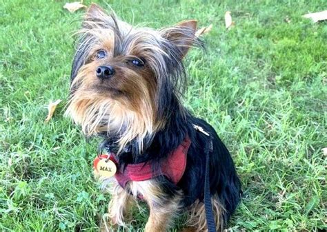 Yorkie Names: Good Names for Females, Males & Puppies | TDT