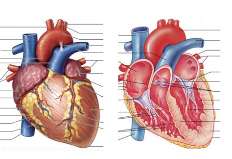 Gross Anatomy Of Heart Diagram Quizlet