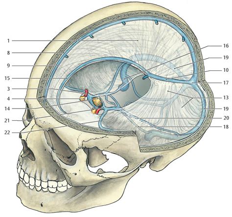 Diagram Of DURA MATER AND VENOUS SINUSES OF THE DURA MATER Quizlet