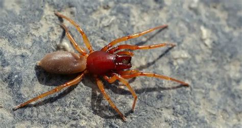 Woodlouse Spider: Identification, Facts, & Pictures | Beyond The Treat