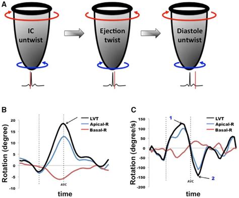 Left Ventricular Twist And Torsion Circulation Cardiovascular Imaging