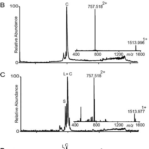 Nmr Analysis Of Cyclic Sfti P D G A Nh H Fingerprint Region