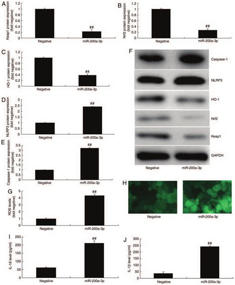 Effect Of Mirna A P Overexpression On Inflammation In Vitro A