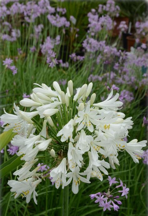 Agapanthus praecox Albus Schmucklilie weiße Schmucklilie FLORA