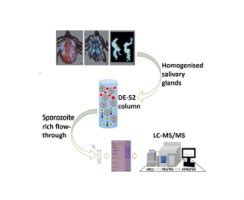 Characterization Of The Theileria Parva Sporozoite Proteome