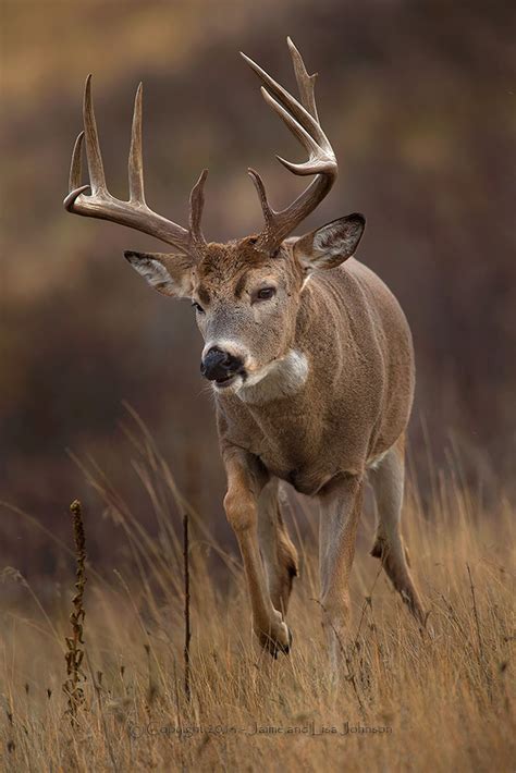 Late buck hunting season to end as whitetail rut peaks | The Spokesman ...