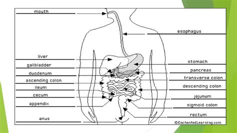 Warm Up Objective Scientists Will Describe The Digestive System By