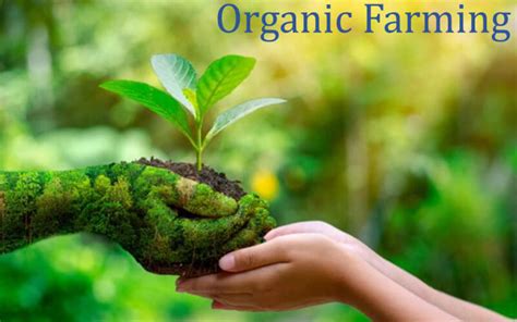 Advantages And Disadvantages Of Organic Farming Javatpoint