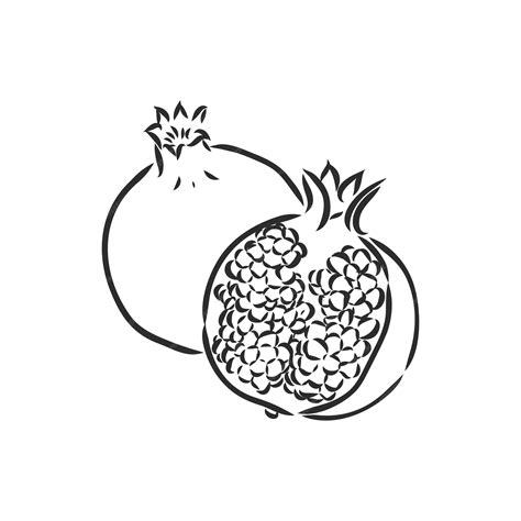 Premium Vector Vector Sketch Of Tropical Pomegranate Fruit Round