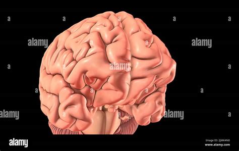 Una Lesión Cerebral Traumática Leve Puede Afectar Las Células