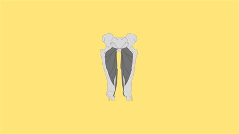 Gracilis Flap - Anatomy, Technique, Indications