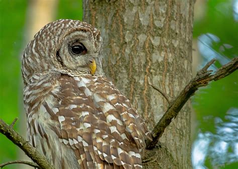 How To Build A Barred Owl Nesting Box For Your Backyard