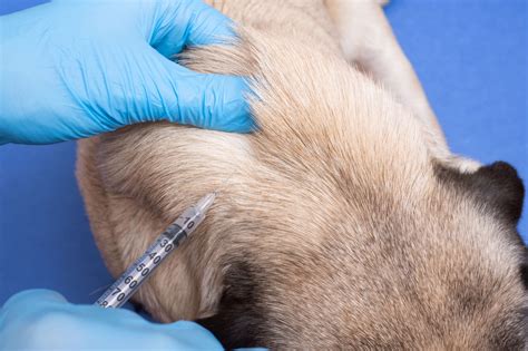 Vaccinations — Real Vets Ltd