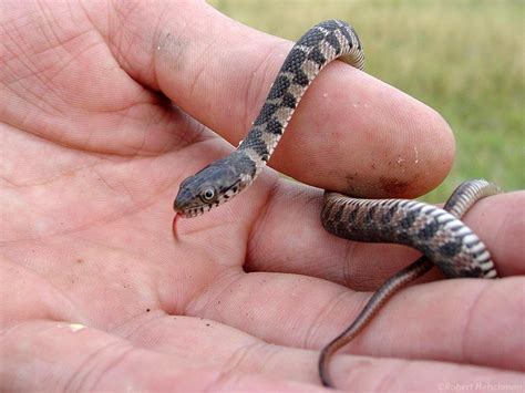 Banded Water Snake Facts Description Diet And Pictures