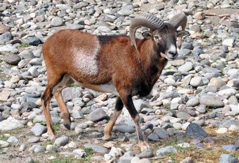 Životinje Zoo Vrt Vrnjci