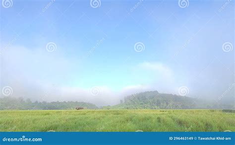 Time Lapse of the Morning Fog on Rice Field in Thailand Stock Video ...