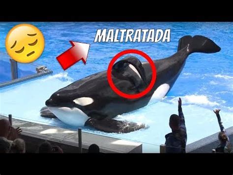 Pistas reveladoras Descubre por qué las orcas tienen la aleta doblada