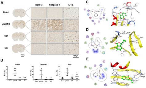 Dl 3 N Butylphthalide Inhibits Neuroinflammation By Stimulating Foxp3