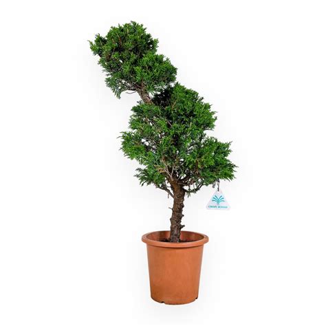 Juniperus Chinensis Itogawa Ginepro 60 5 Cm