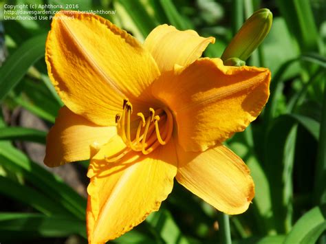 Plantfiles Pictures Daylily Ruffled Apricot Hemerocallis By Rcn48