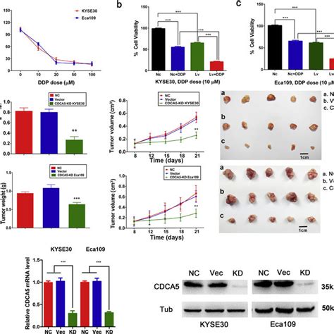 Knockdown Of CDCA5 Enhances The Chemosensitivity Of ESCC Cells To