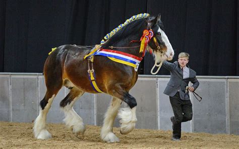 Date Announced for the 2019 National Shire Horse Show – The Shire Horse Society