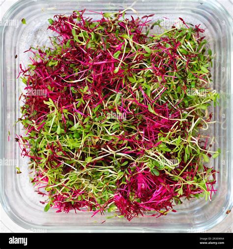 Amaranth Micro Herbs Sprouting Micro Greens Seed Germination At Home