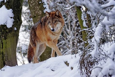 How to Avoid Wild Animal Attacks: Surviving Outdoors